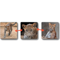 Loto-Trio - Hra zvířátka v ZOO