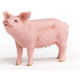 Schleich – Prasátko 13933